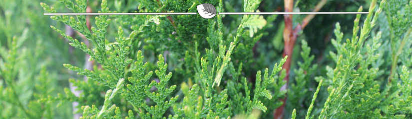 Levensboom Thuja plicata Martin snoeien - Gardline